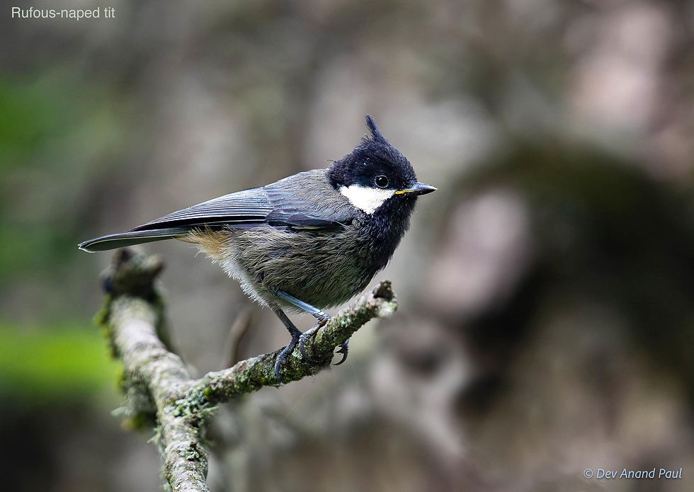 Rufous-naped tit