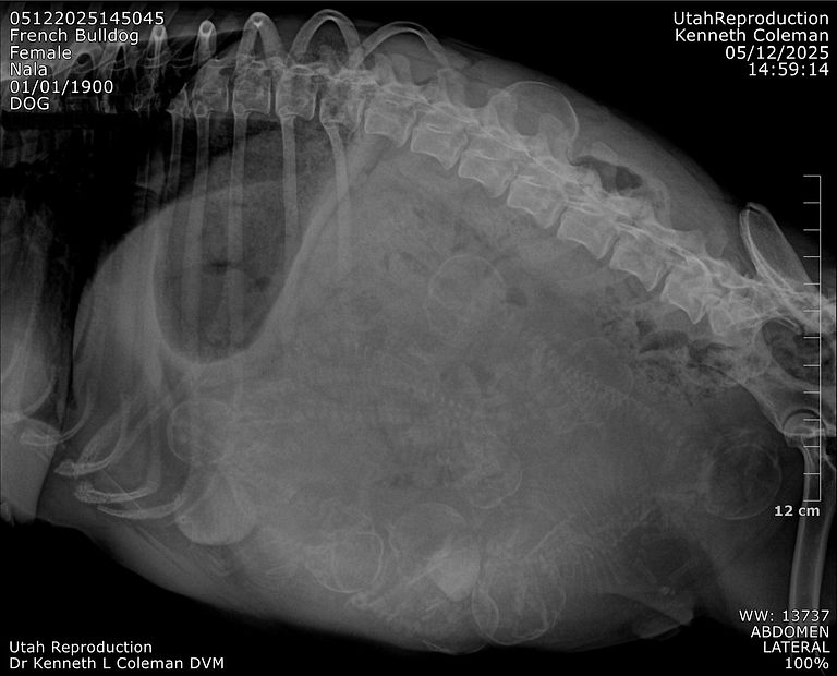 ABDOMEN_LATERAL_5680.jpeg