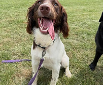 Eat Shop Play Mersea Muddy Paws