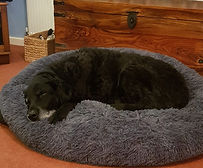 Eat Shop Play Mersea Home Boarding for your Dog