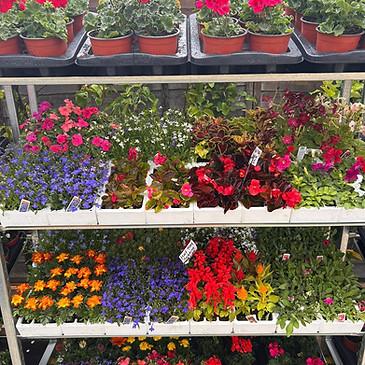Eat Shop Play Mersea Mersea Farm Shop Flowers