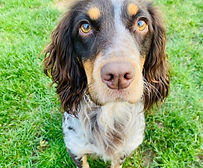 Eat Shop Play Mersea Island Dog Walking