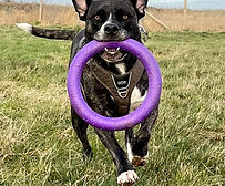 Eat Shop Play Mersea Mersea Mutts
