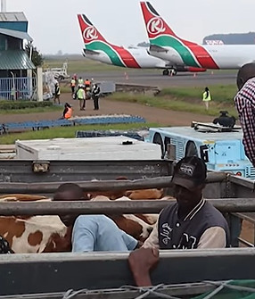kenya livestock cargo.jpg
