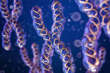 x chromosome.jpg