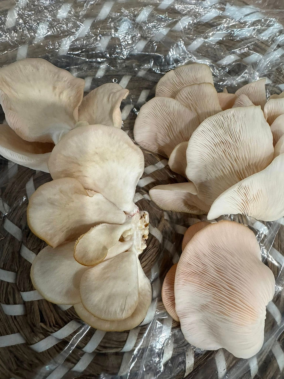 Preparing Your First Gourmet Mushroom Dish: Tips for Beginners