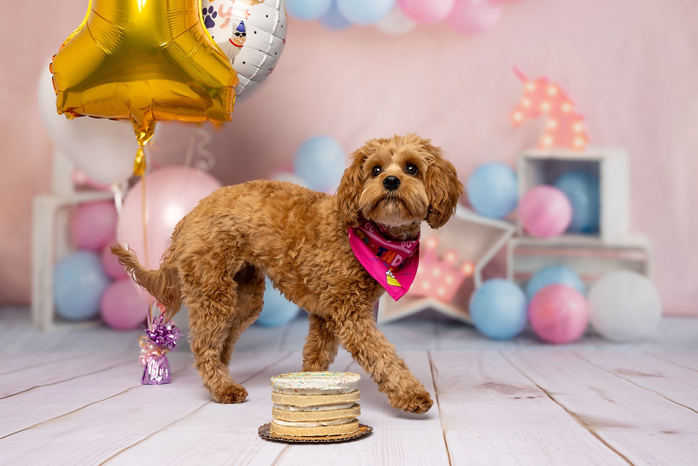 How to Pick the Perfect Treats for Dogs with Allergies or Sensitive Stomachs