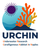 URCHIN_orange.png