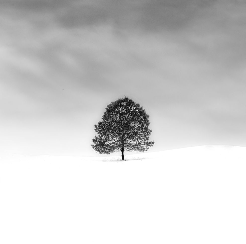 Photo of a tree in black and white