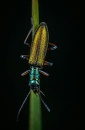 Insect Photography for Beginners