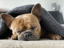 french-bulldog-4713013__480.jpg