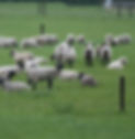 IMG_9604Sheepcropped and sharpened.jpg