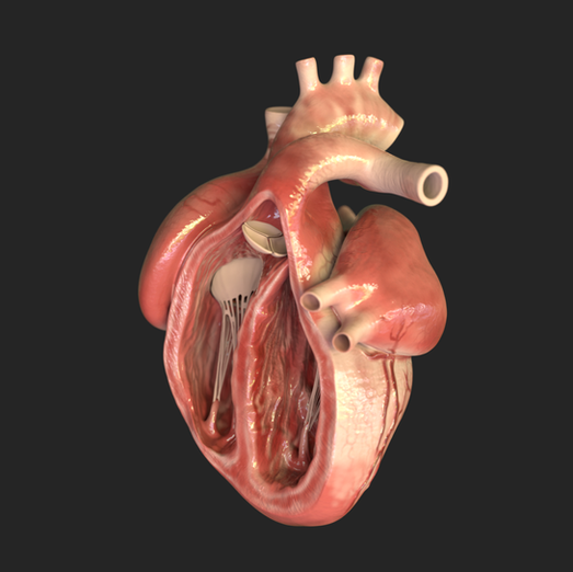 Human Heart