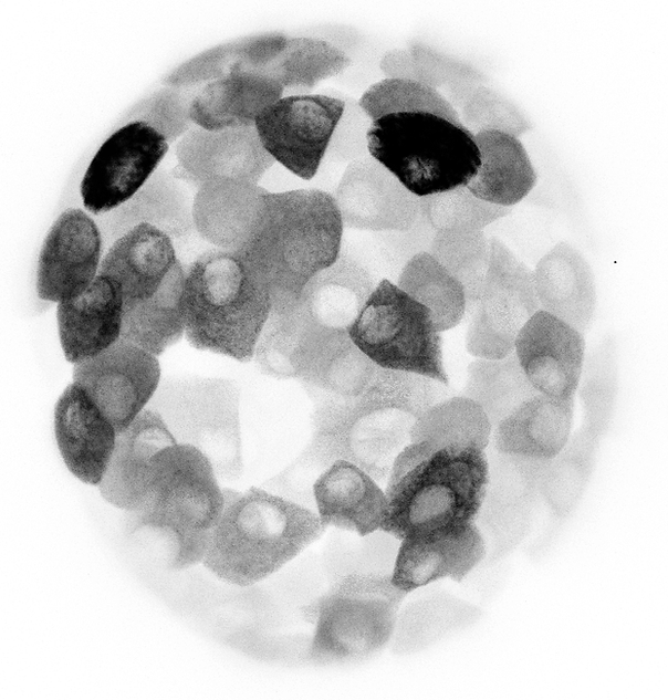 Laconic-Islet1-singleImage_invert_PNG.pn