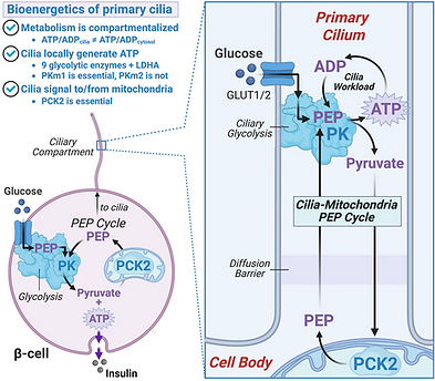 2026-04-29 Cilia ATP graphical abstract v4 (1).png