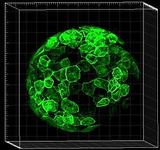 iGluSnFR_10G0Glt_zstack1-.ome_2019-06-19T13-55-41.207.tif
