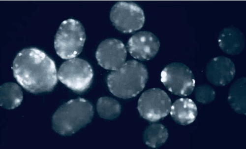alpha-GCaMP6s - 190719_SS312_F02_gCaMP6s scalebar+timestamp.gif