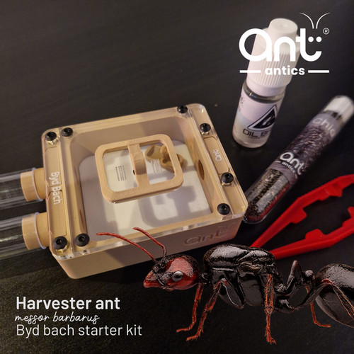 Starter Set (harvester ants) | Ant Antics