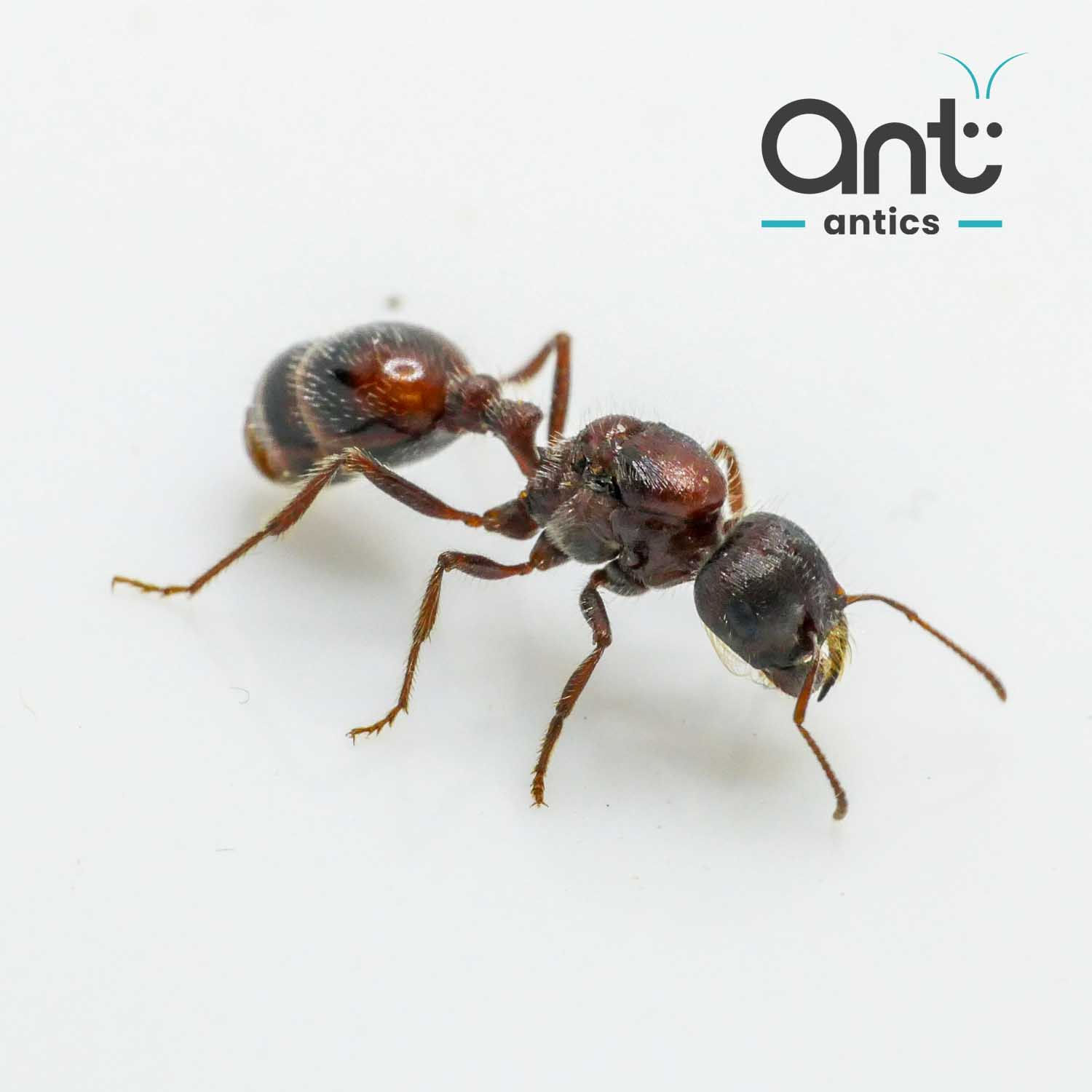 Pogonomyrmex rugosus - Dessert Harvester Ant