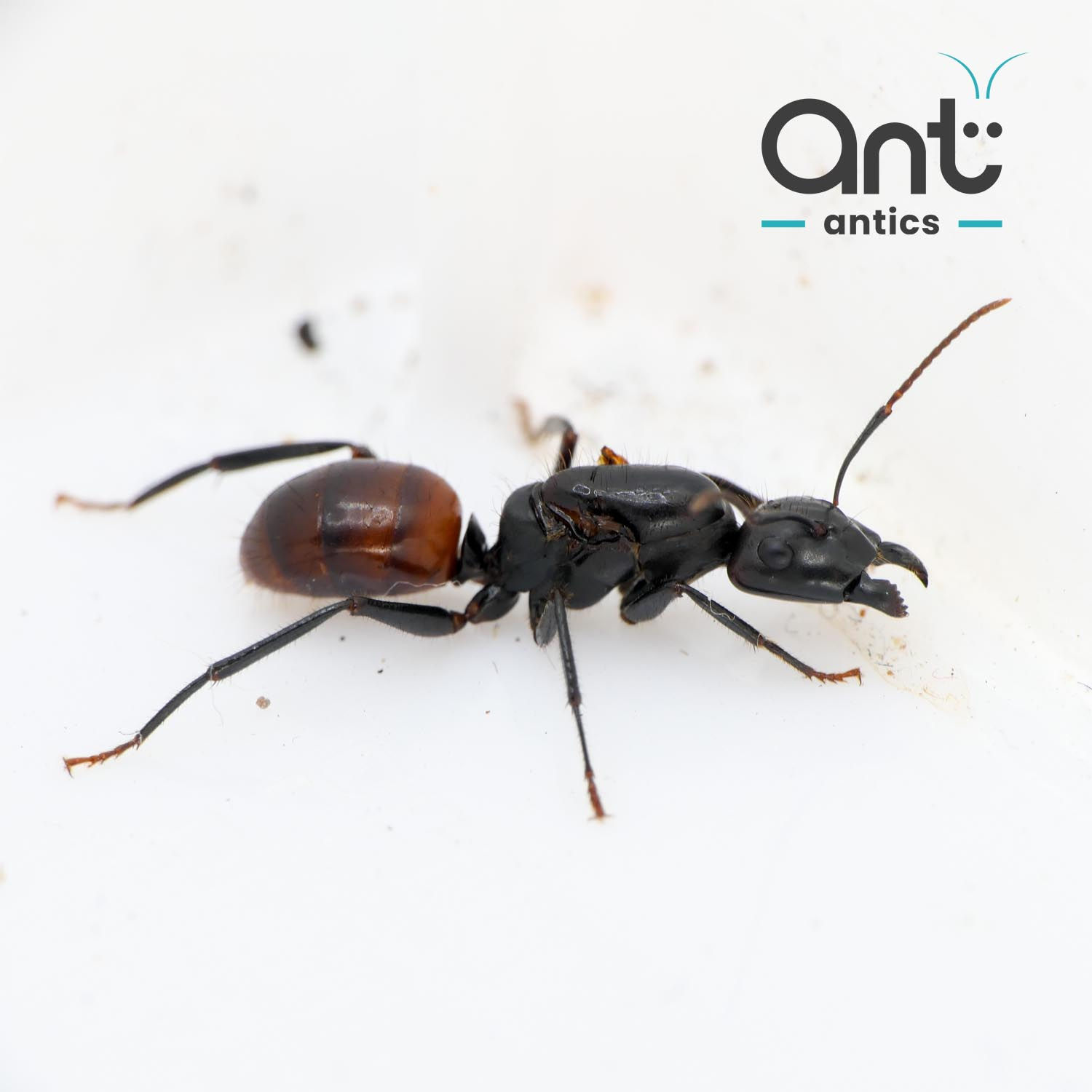 Camponotus pressipes errans - Two Tone Carpenter Ant