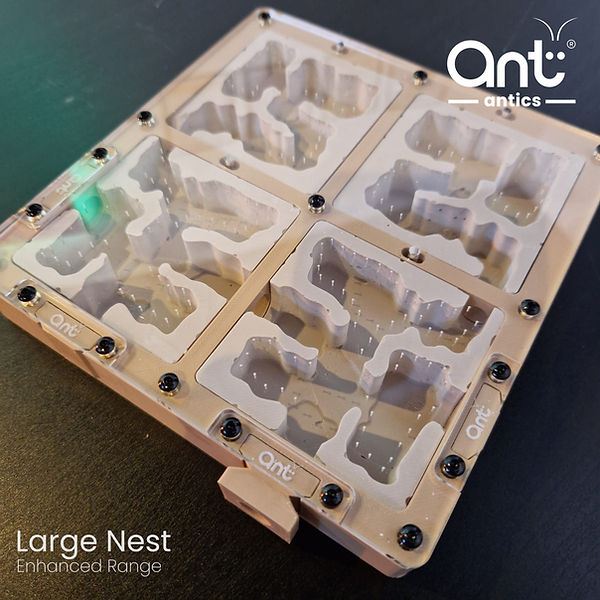 Nests | Ant Antics