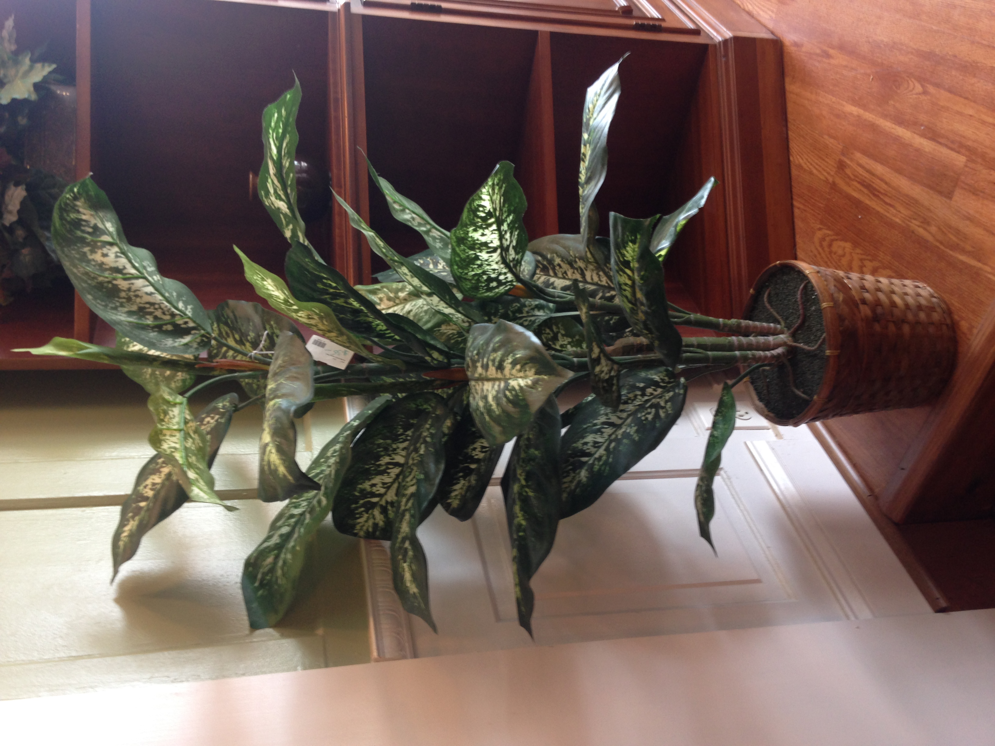 DECORATIVE PLANTS