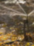 A micro sprinkler can be seen sprinkling water in a ground surrounded by leaves and plants highlighting precision irrigation in farming