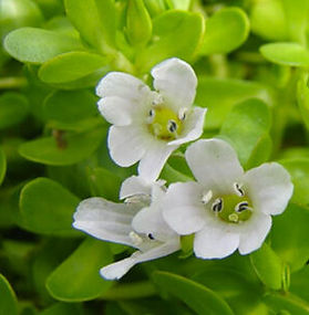 Brahmi