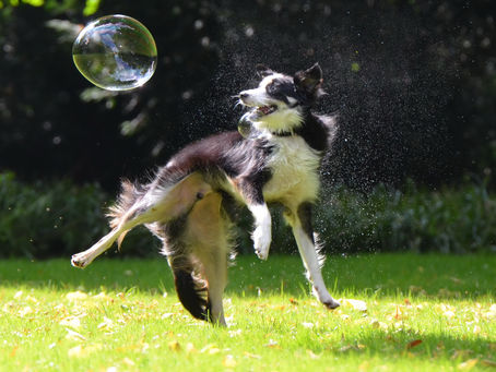 Tudo sobre o seu: Border Collie