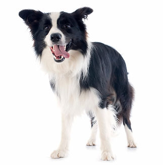 border-collie-1-1523x1536.jpg