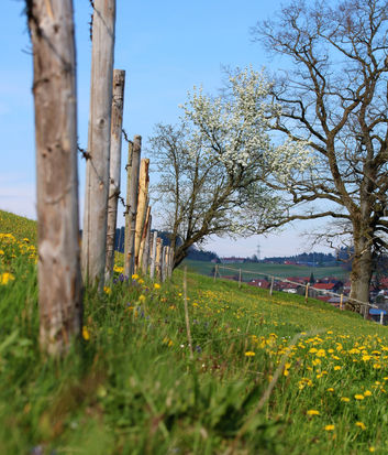 Digitaler Naturlehrpfad Frühling