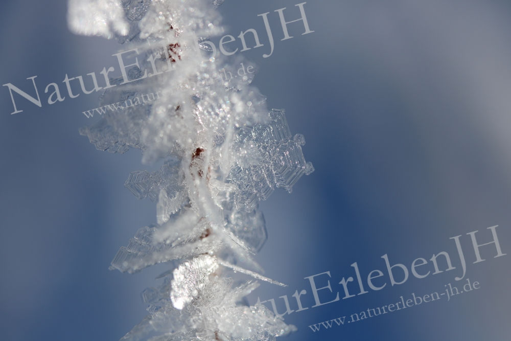 Eiskristall auf Grashalm