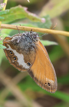Coenonympha arcania__V.Kati.JPG