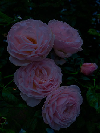 C'VORE VC Lumix S5 Photography Roses