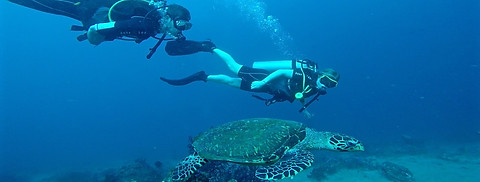 turtles 2.jpg