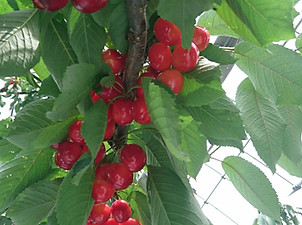 さくらんぼ 紅秀峰