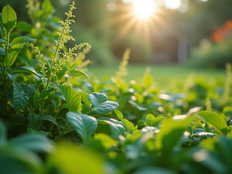 The Importance of Sustainable Living in Today's World