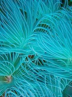 Corallaborators_v2.jpeg