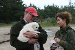 Hvalpene knap 7 uger 090