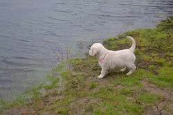 minna keeper hvalpe 2014 7 uger 767