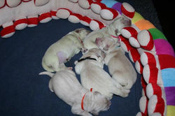 minna keeper hvalpe 2014 046