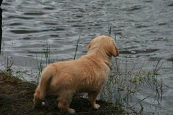 Hvalpene knap 7 uger079