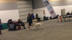 45259182_10216592167132238_1346493198146