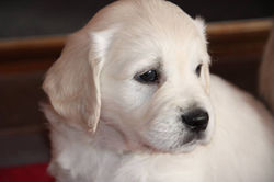 12799213_10153901741614593_804134373639910361_n