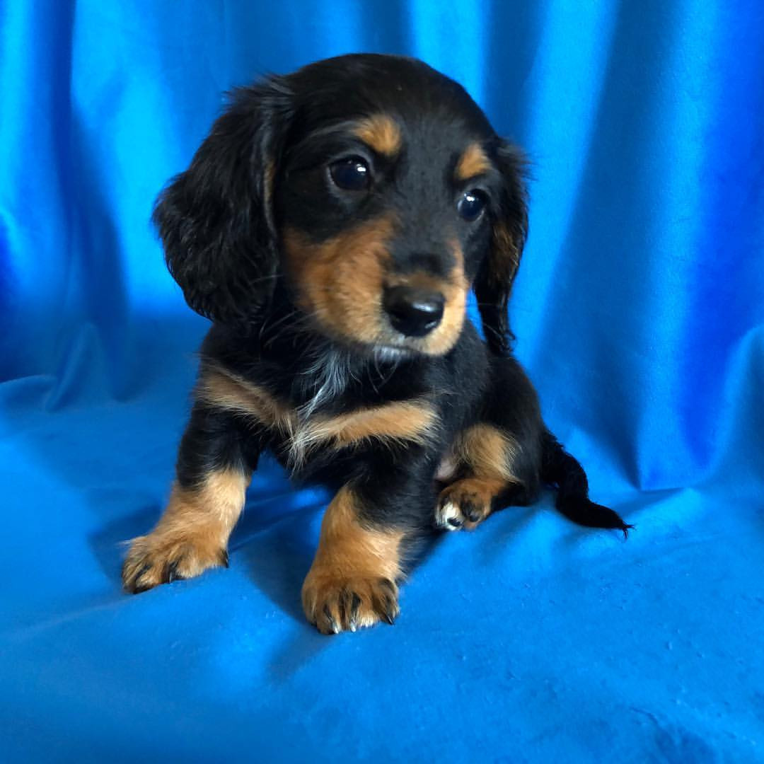 Dachshund Puppy