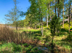 pusikoiden raivaus rannalta