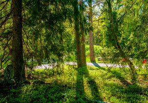 maisemaharvennus kesämökillä