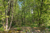 Näkymä ennen: maisemaharvennus Raaseporissa