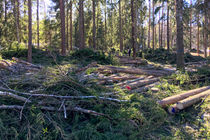 Näkymä maisemaharvennuksen aikana kesäpaikan metsikössä