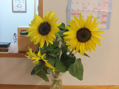 今日の花 庭のひまわり